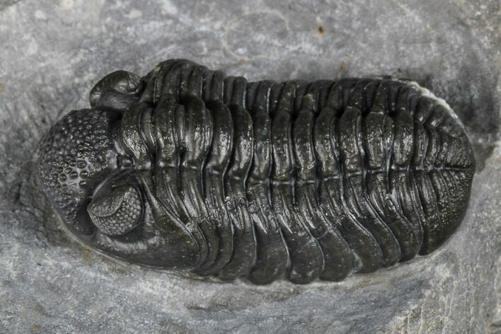 Adrisiops Weugi Trilobite - Recently Described Phacopid #174736
